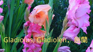 S-006 Gladiolus,Gladiolen, 剑兰 唐菖蒲