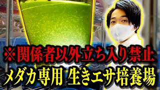 【衝撃映像】「微生物だらけの一軒家」を訪ねたら…メダカの”生きエサ”が「稚魚の飢餓防止＆成長促進」「親魚の栄養補給」に貢献することを教わりました【メディア初潜入】