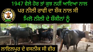 Top class neeli ravi animals, ਪੁਰਾਣੇ ਪੰਜਾਬ ਵੇਲੇ ਤੋਂ ਈ ਨੀਲੀ ਰਾਵੀ ਨਸਲ ਦੇ ਸ਼ੌਕੀਨ ਆ ਵੀਰ