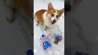 Funny dog 🐶 #trendingshorts #viralvideo #shortsvideo #shortvideo #shortsviral #ytshorts #shorts