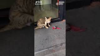 猫捉老鼠合集，耗子：你经历过绝望吗…要吃你就吃，为什么要玩我，我没有尊严的吗