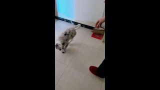 儿子买的边牧把主人整崩溃了，打完疫苗赶快送去上学 #萌宠 #训犬 #边牧 #抚州训犬师 #抚州训犬学校