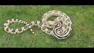 Mexican Lined Pine Snake (Pituophis lineaticollis lineaticollis)