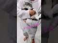 上目遣いで悩殺してくる子猫 shorts ねこ動画 サイベリアン cat