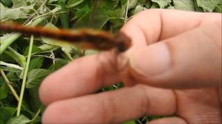 Dragonfly トンボを指で捕まえる