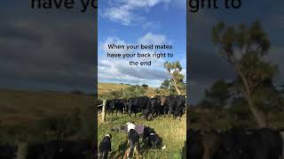 What happened when I played dead at work. This is comforting   #newzealand  #farmlif
