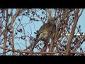 ヒヨドリの鳴き声 2種類 　brown eared bulbul