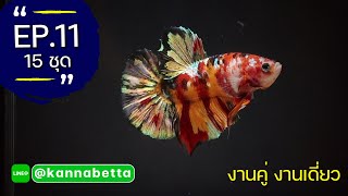 EP.11 แบ่งปันปลากัด 15 ชุด เน้น งานคู่ เดี่ยวก็มี | Kanna Betta | คันนาปลากัด