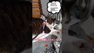 ピンチはチャンスにしたい❣絶対に守りますニャと🙄僕も守るニャよ😼🐾✨こ奴最高ニャ🐾何しているニャの巻ニャ😸🐾お休み返上して対策ニャ🙄✨極上の寝顔が最大のご褒美ニャ😹僕と強くなるニャよ😸頑張るニャ😸🐾