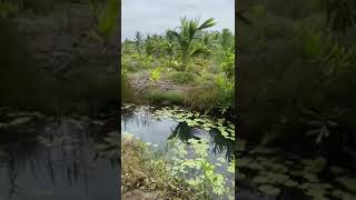 5 acres cultivated land for sale in Bolgoda