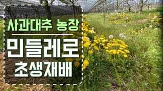 사과대추농장 민들레 #초생재배