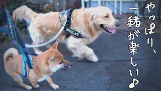 初めて二頭連れ散歩！多頭飼いの大変さを実感しました。ゴールデンレトリバー\u0026柴犬の子犬