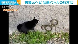 黒猫vsヘビ　仲良くケンカ？お互い譲らぬ壮絶バトル(2021年4月27日)