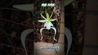 Viral Plant: The Ghost Orchid #YoutubeShorts #plants #flowers #mystery