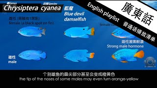 (進階海水水族)  第21 集 生物篇 魔仔魚