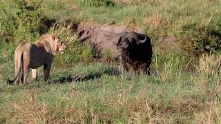 Male lion takes on buffalo by himself while three young males run away from it