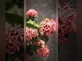 গোলাপী রঙ্গন। ixora pink ixora flowers plants nature love garden viralshort trending nature