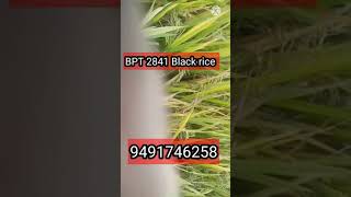 seed available BPT 2841 BlackRice