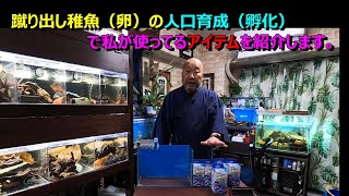 蹴り出された稚魚、アクシデントで出てしまった卵の塊。私が実際に人口育成（孵化）で使ってるアイテムを紹介します。ワンルームハウスDXと言う製品です。