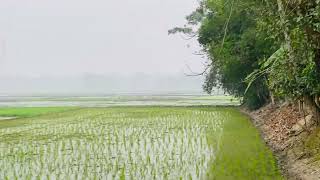 দুপুর ১টায় তারপরও চারিদিক গণ কুয়াশায় ঢাকা (দরিপাট্টা জাহানপুর ফেনী)