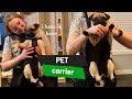 Pug Tries Pet Carrier Backpack From Amazon