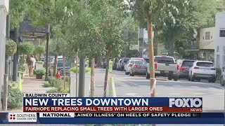 New larger trees in Downtown Fairhope