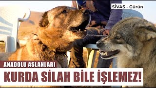 Kurt, Kangal Köpeğinden Korktuğu Kadar Silahtan Korkmaz | Anadolu Aslanları