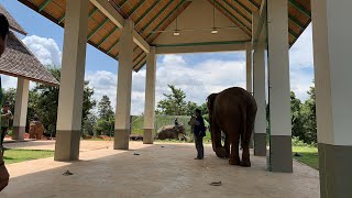 ตรวจสุขภาพช้างวันที่ 3 บัวเขียว บัวบานก็มา🐘