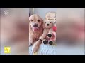 the ultimate jealous pets compilation funniest pets videos 2021