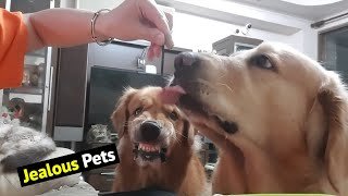 The Ultimate Jealous Pets Compilation: Funniest Pets Videos 2021