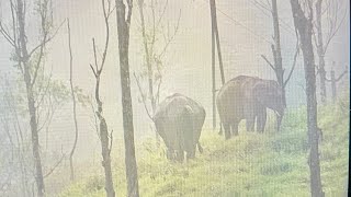 ELEPHANTS  ON RETURN TRIP THEKKADY/GAVI -3