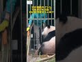 原来萌兰的敲碗打碟式点餐是师从妈妈萌萌啊 panda mengmeng