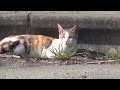 【野良猫 観察記】2014 3 27ボスと仲間達