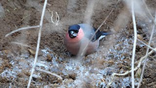 日向林道の霜柱を食べるアカウソ（雄）その１（4K60P動画）