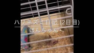 ミルクと水どっちが好き？ぽんちゃん日記2日目 【ハリネズミ】hedgehog