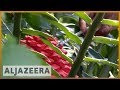 🌍 Africa's endangered rainforests | Al Jazeera English