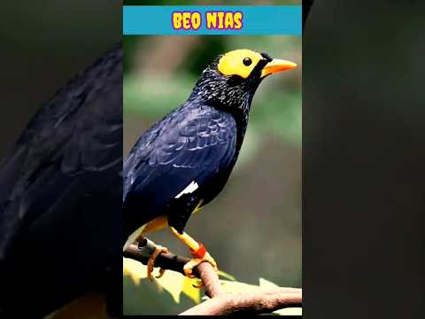 Mengenal Burung BEO NIAS⁉️#videoshorts#duniasatwa - YouTube