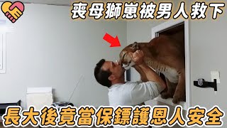 喪母獅崽被男人救下，長大後不僅不離開，還當保鏢護恩人安全！#動物 #獅子 #反轉 #奇跡 #震撼 #不可思議 #感動 #救援 #感人故事 #親情 #新聞 #救助 #鏡頭 #記錄 #報恩 #反應 #奇聞