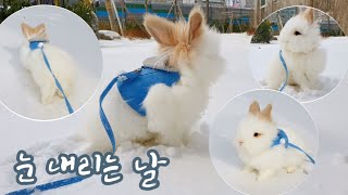 토끼 산책 브이로그 ❄ 겨울 나들이 뽀드득뽀드득 순둥이 눈 밟고 왔토요