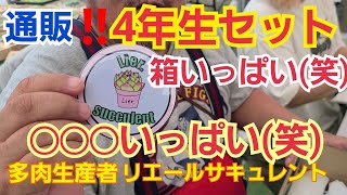 【多肉植物】【ガーデニング】通販‼️4年生セット🎶箱いっぱい‼️イニシャル発表～🎶\u0026◯◯◯いっぱい(笑)2022年6月27日