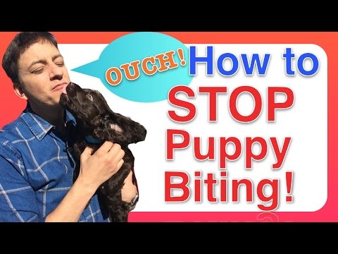 How to Train a PUPPY to STOP BITING How to Train a PUPPY to STOP BITING