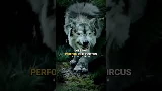 Wolf Attitude 🔥 WOLF motivation 💪 Lion vs wolf #shorts #viral #motivation