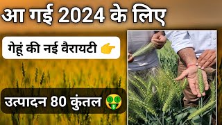 गेहूं की सबसे ख़तरनाक वैरायटी 🤑 || New wheat variety 2023 24 || gehun ki best variety