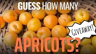 My Best Apricot Harvest Ever! (Giveaway Opportunity...)