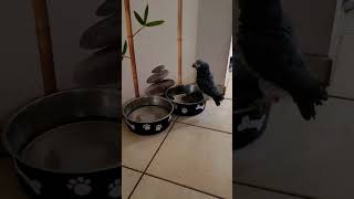 The dog is only gone for a short time. Lotti the parrot steals the dog food. ☝️😃 #parrot #dog #funny