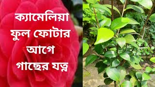 ক‌্যা‌মে‌লিয়া ফুল ফোটার আ‌গে গা‌ছের যত্ন_Camellia plant care before flowering.