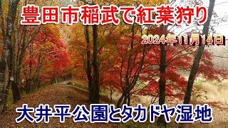 豊田市稲武で紅葉狩り 大井平公園とタカドヤ湿地(2024年11月14日撮影)