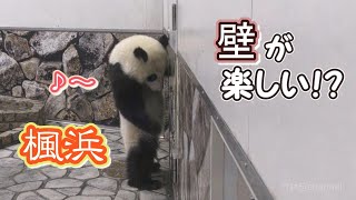 【楽しいらしい🎵】子パンダ楓浜🍁壁でうにゃうにゃ🎵　Giant Panda -Fuhin-