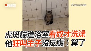 虎斑貓堅持坐浴室😼就是要看奴才洗澡　推也趕不走！｜寵物動物｜貓咪｜搞笑｜精選影片