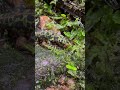 ミミズ1本喰い　triturus marmoratus marbled newt マダライモリ　 shorts shortsvideo shortsfeed